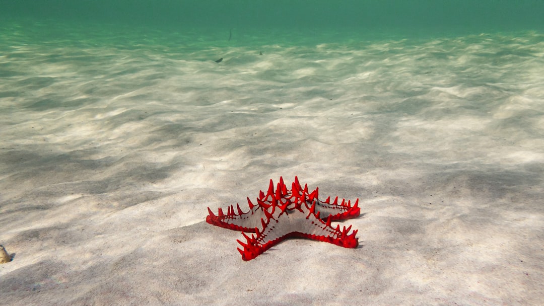  red starfish on body of water during daytime starfish