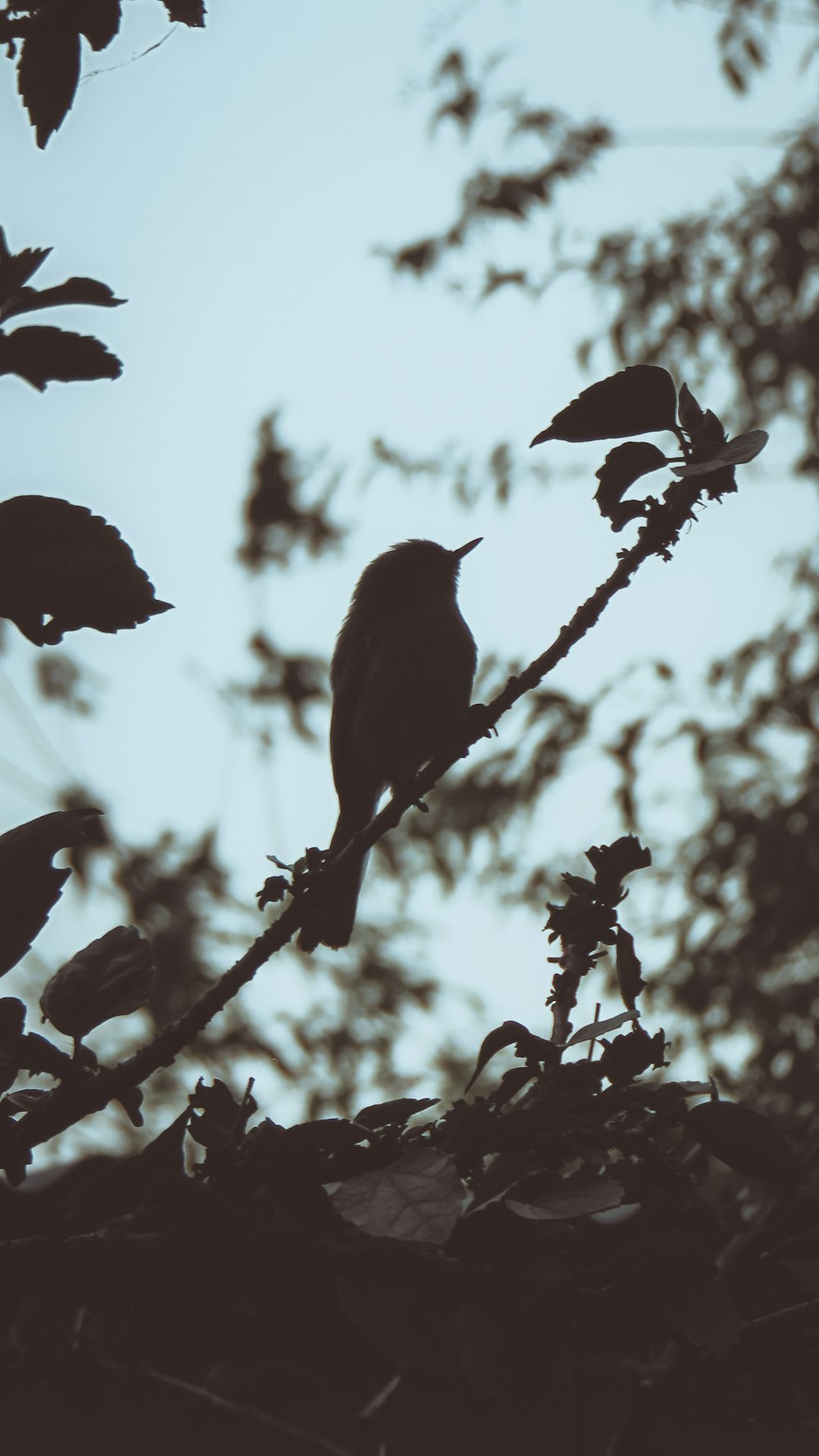 silhouette of bird on tree branch