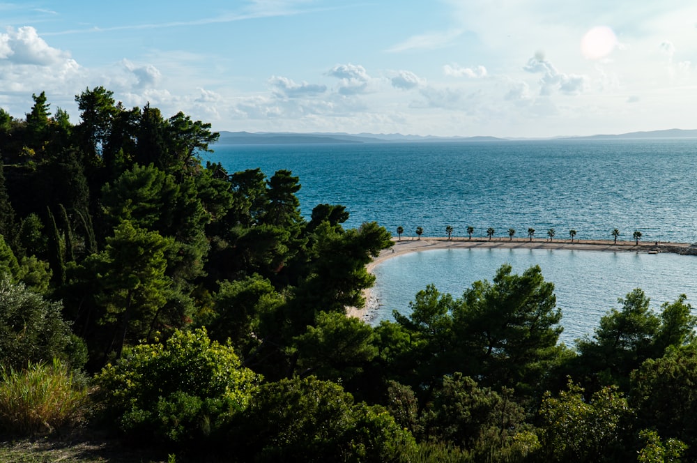 green trees near body of water during daytime