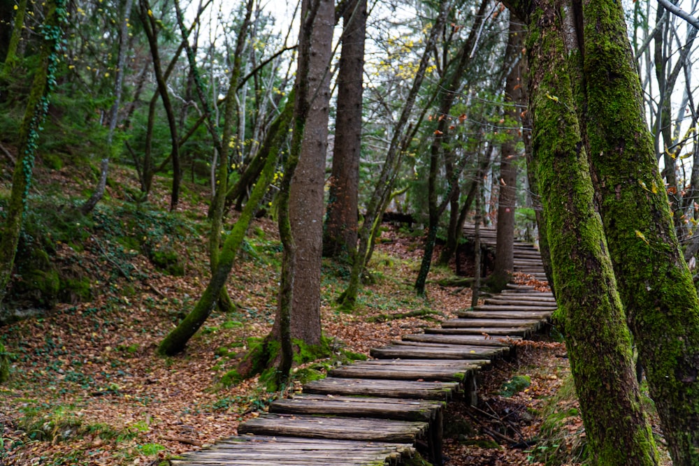 brown wooden pathway in the woods