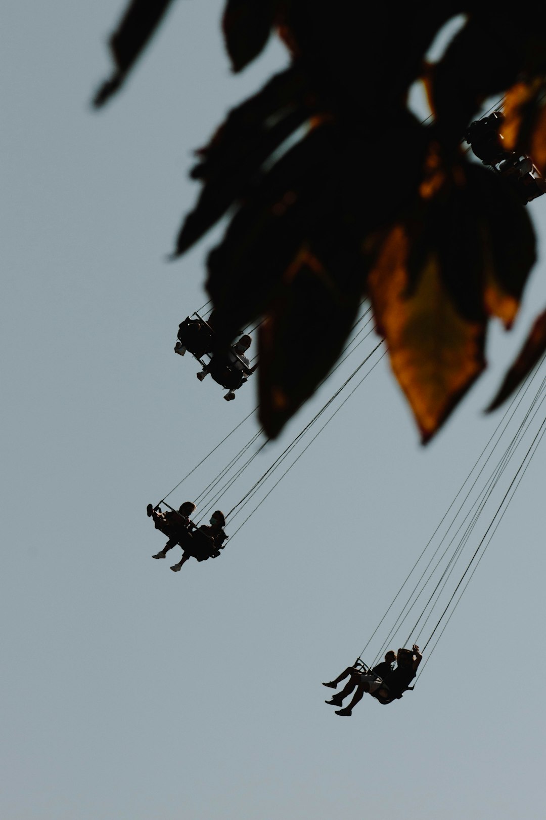 brown leaves on black wire