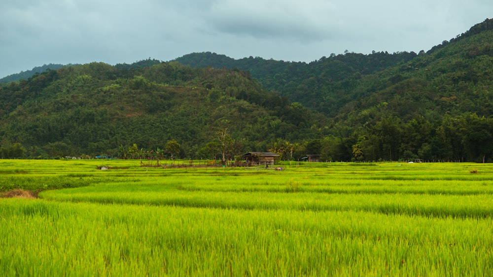 green grass field near green trees under white clouds during daytime