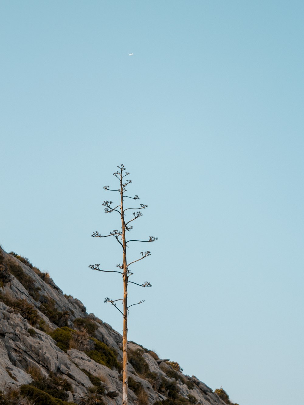bare tree on rocky hill under white sky during daytime