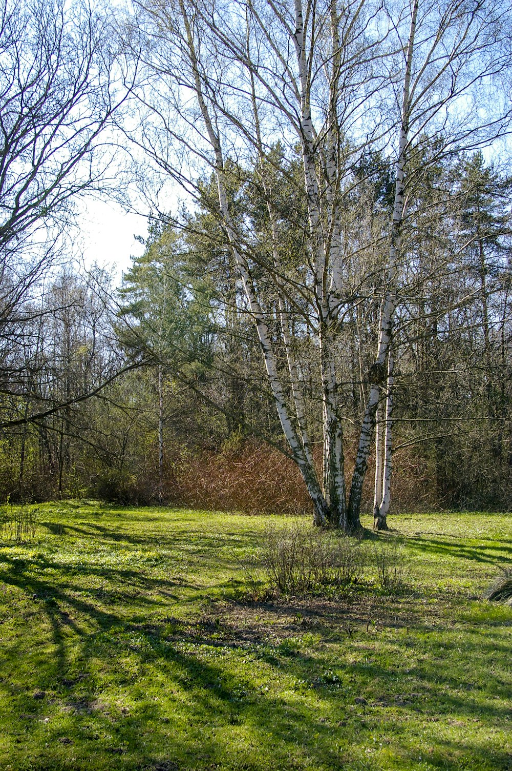 green grass field with trees