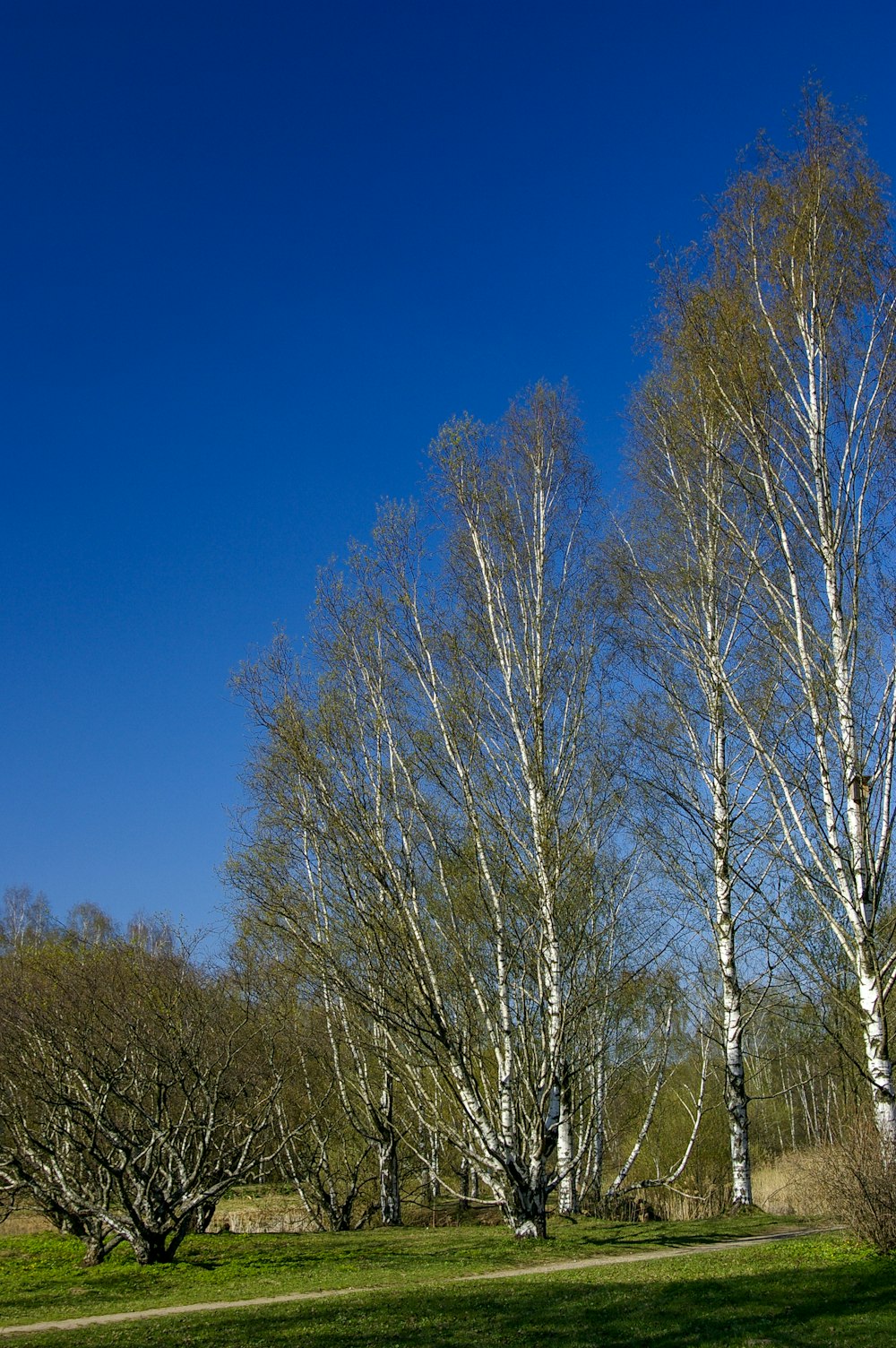 brown leafless tree under blue sky during daytime