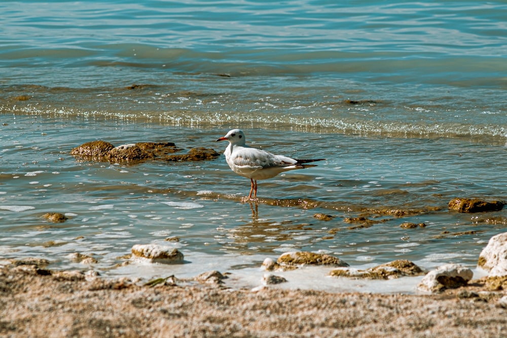 white and gray bird on beach during daytime