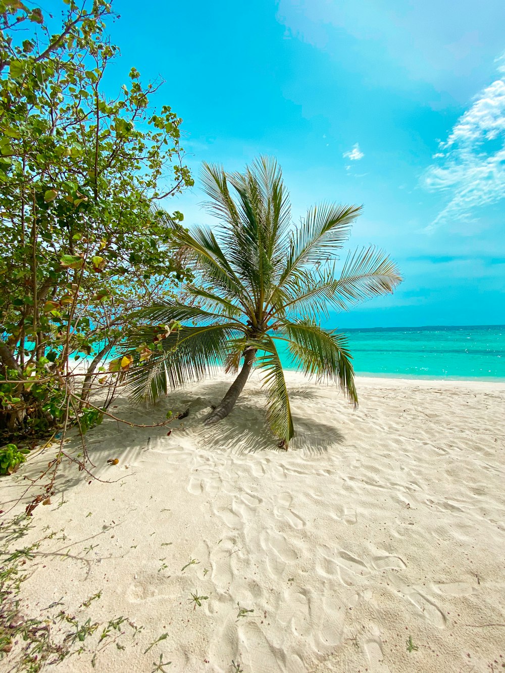 palm tree on beach during daytime