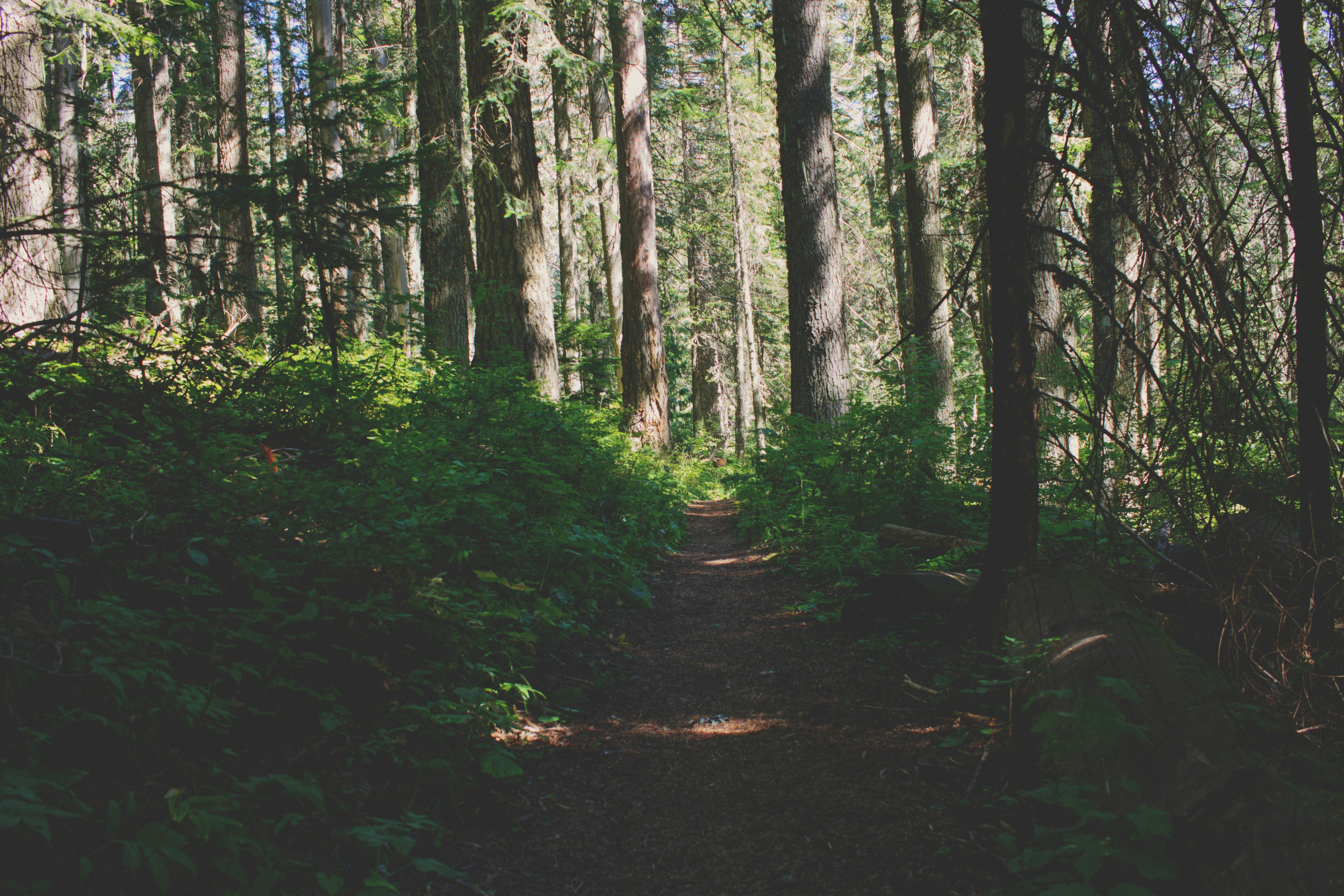 Woodland Path Pictures | Download Free Images on Unsplash
