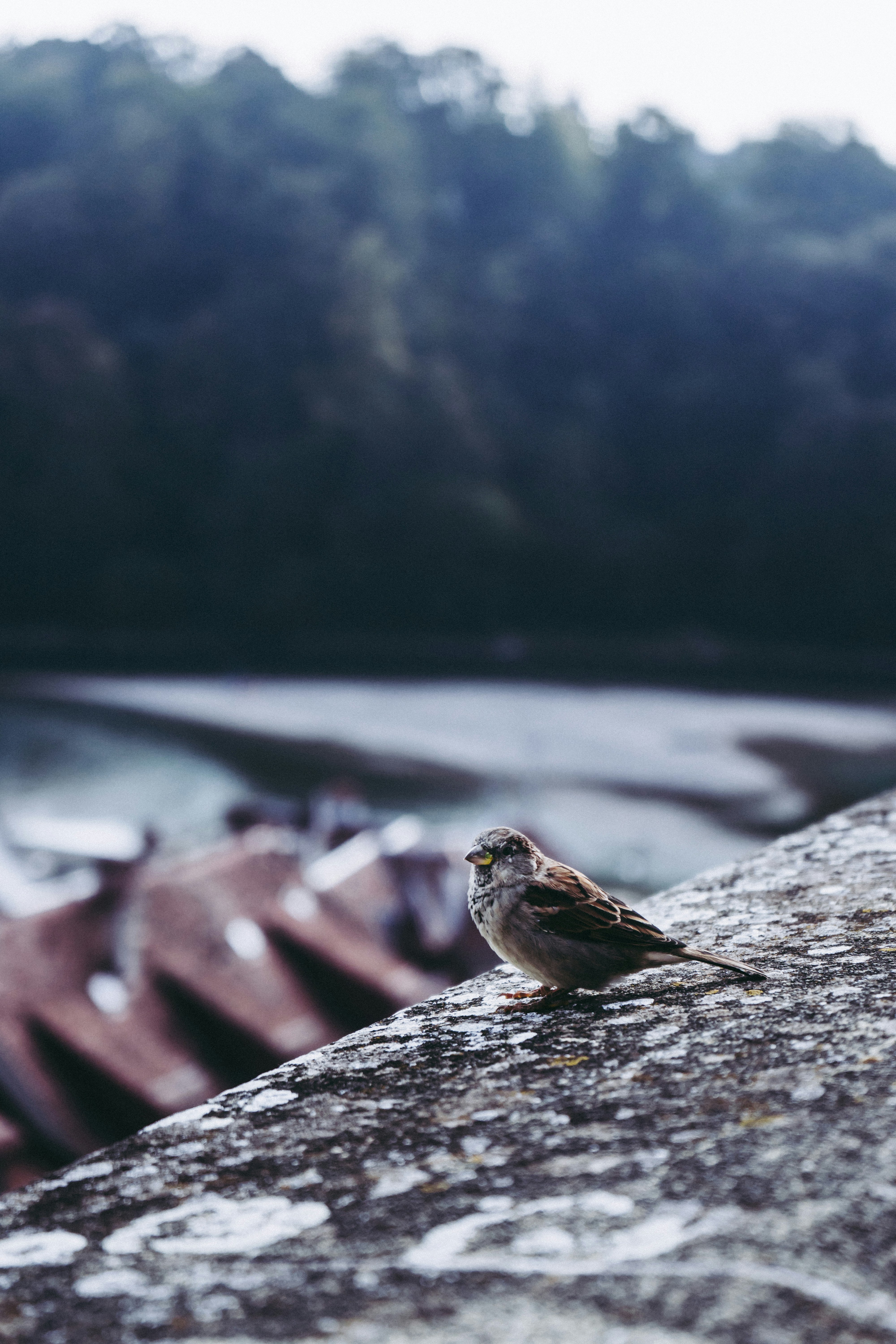 Photo by virussinside