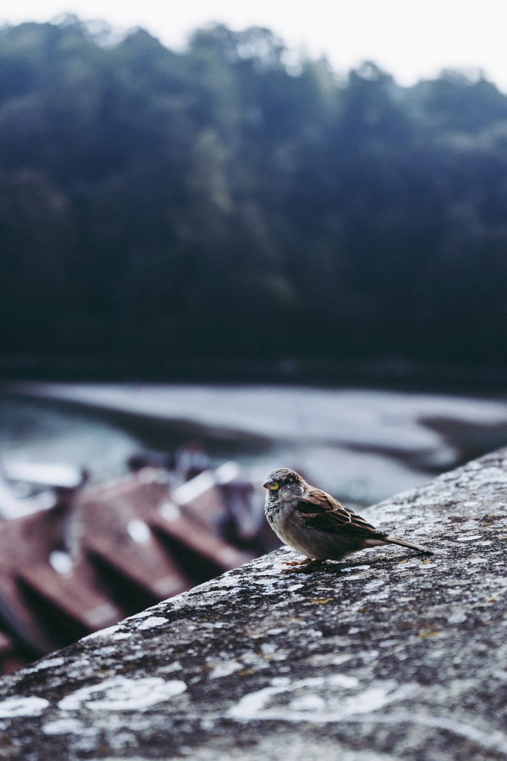 brown and white bird on gray rock