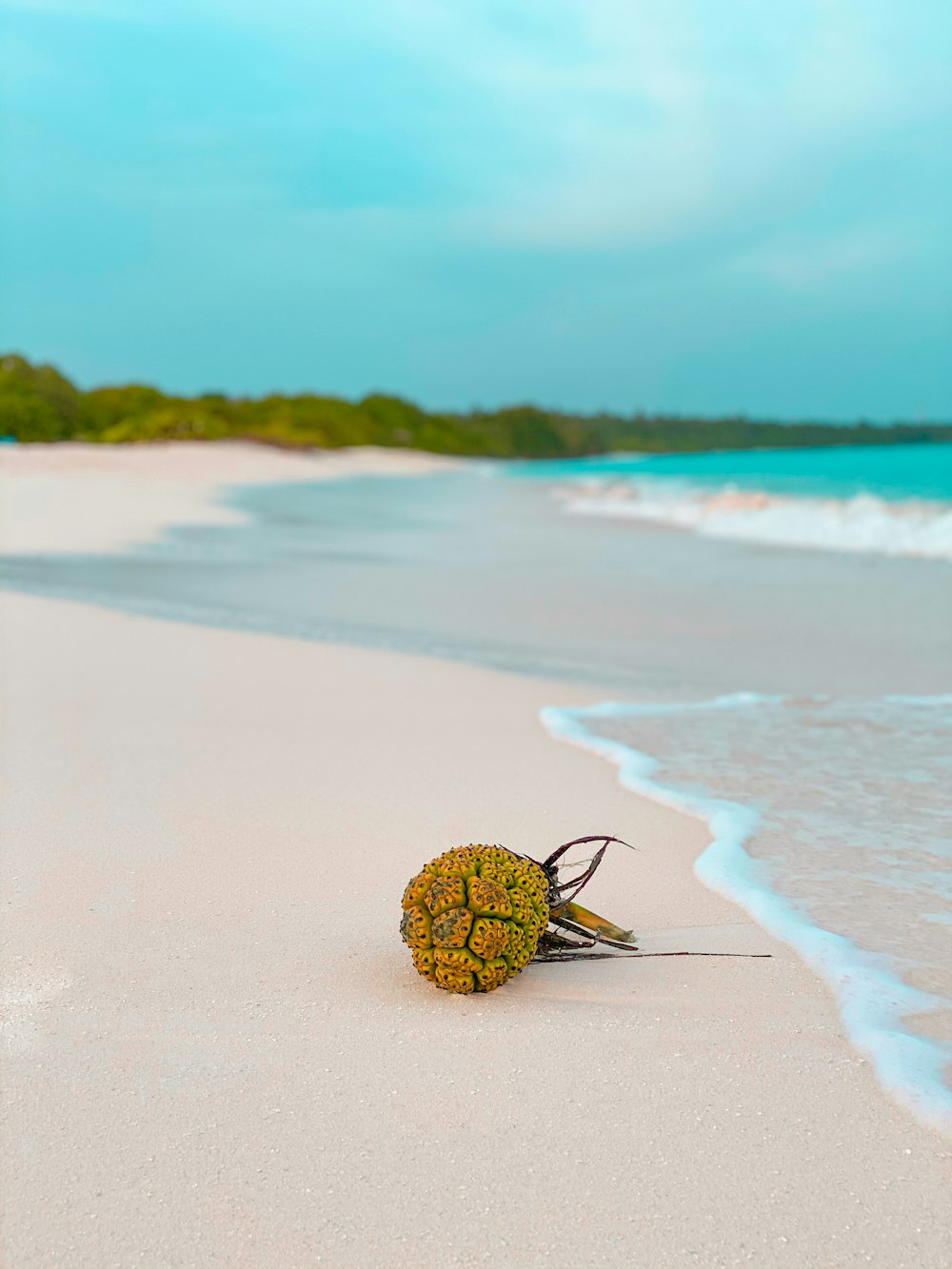 green and brown round fruit on beach during daytime