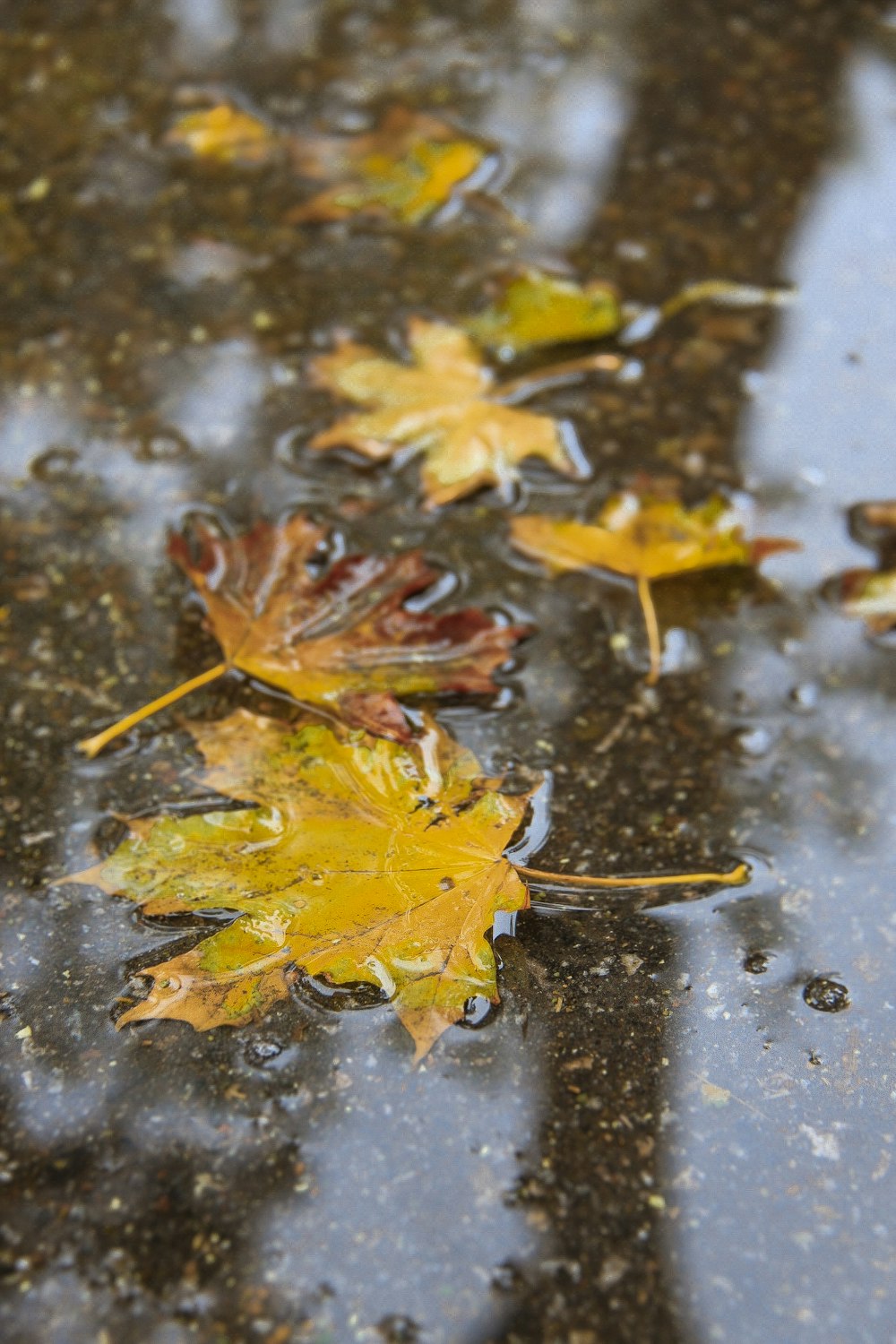 yellow maple leaves on water