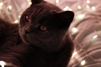 A dark-colored cat with glowing orange eyes lies comfortably among soft, blurred lights that create a warm and cozy atmosphere. The cat's thick fur and relaxed expression contribute to the serene ambiance.