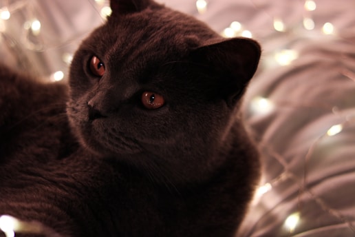 A dark-colored cat with glowing orange eyes lies comfortably among soft, blurred lights that create a warm and cozy atmosphere. The cat's thick fur and relaxed expression contribute to the serene ambiance.