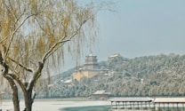 A tranquil landscape featuring a traditional Chinese temple on a snow-covered hill, surrounded by dense trees. In the foreground, a leafless tree with drooping branches stands next to a body of water, partially frozen. A covered walkway extends over the water, leading towards the temple.