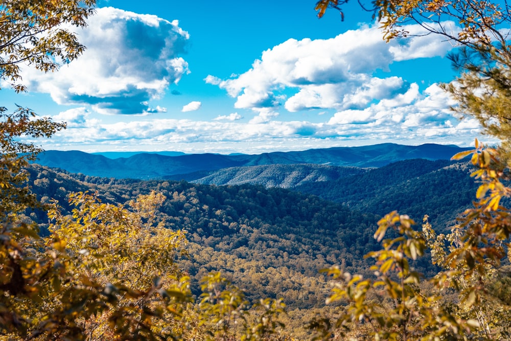 yellow flower field near mountain under blue sky during daytime