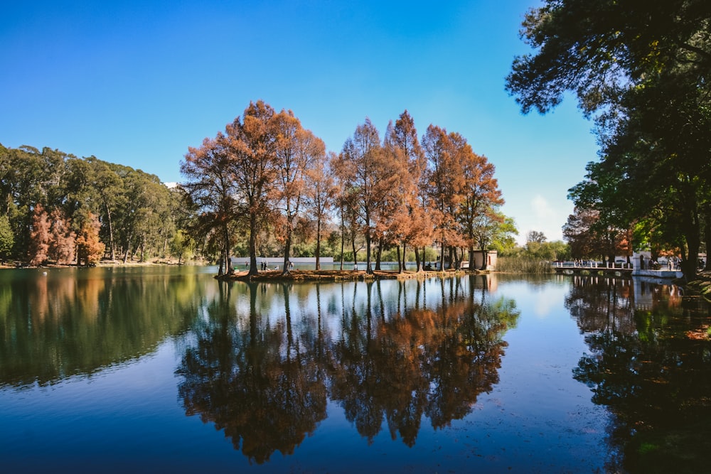 brown trees beside body of water during daytime