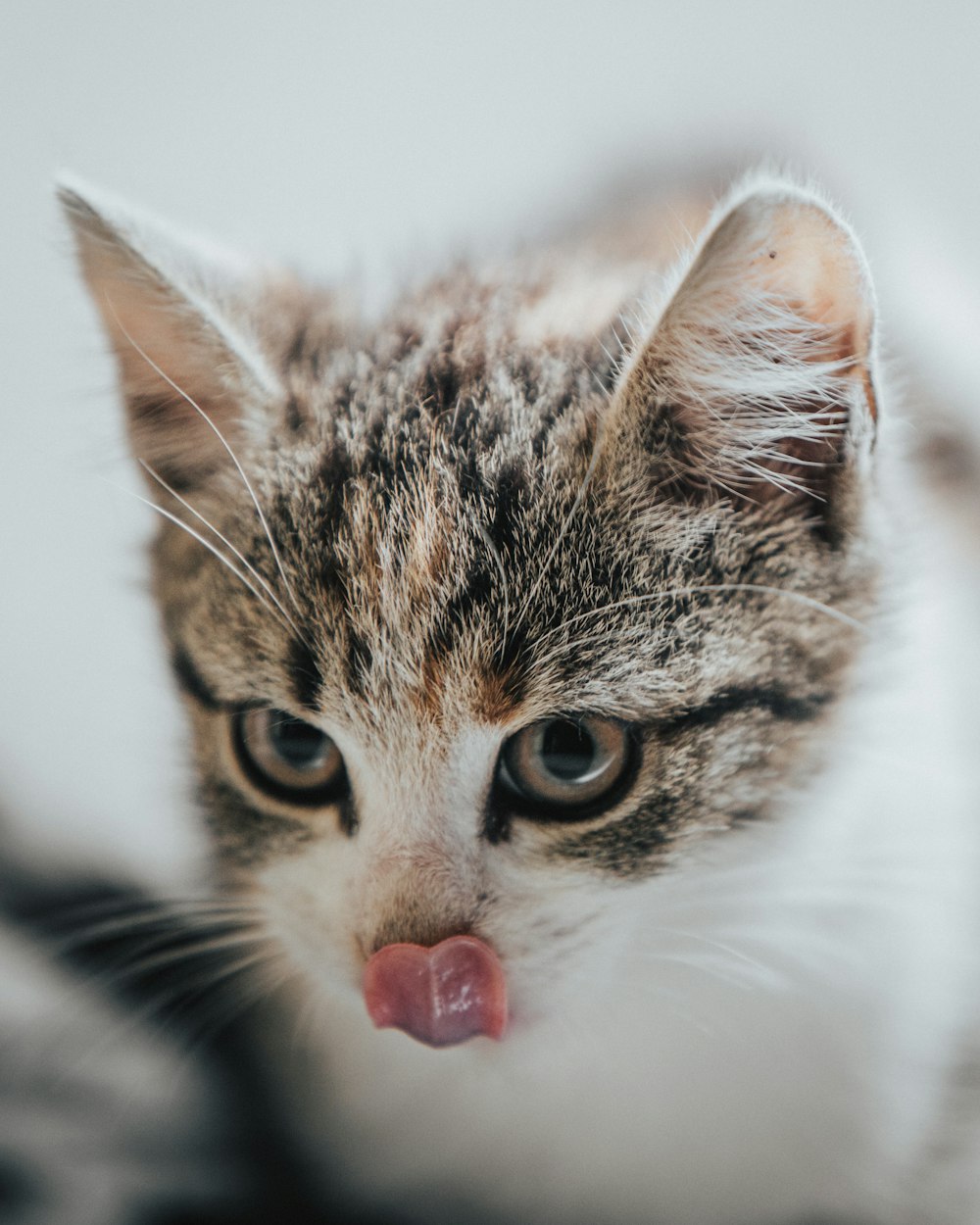 brown tabby cat licking his nose