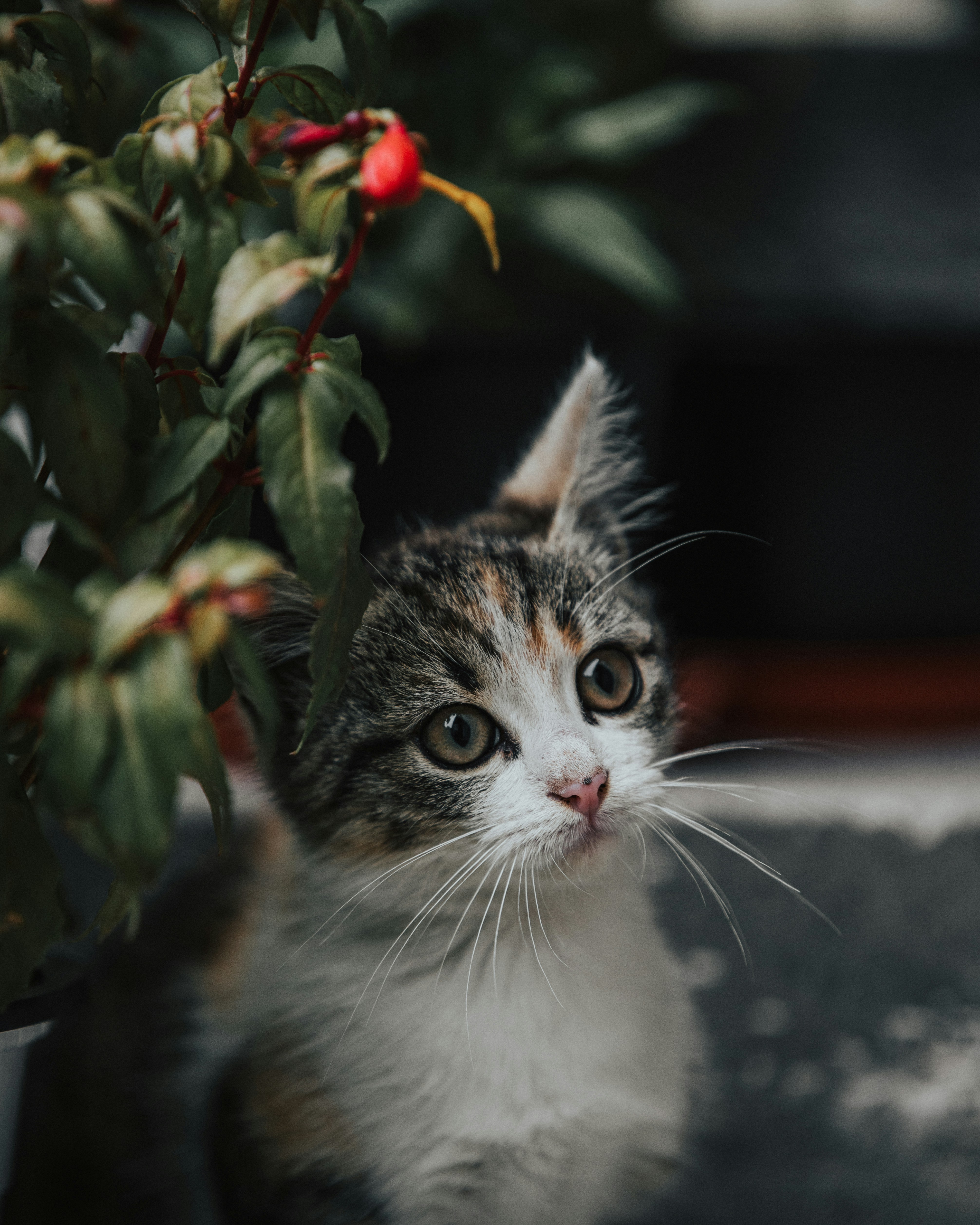 Photo by tamas_tuzeskatai