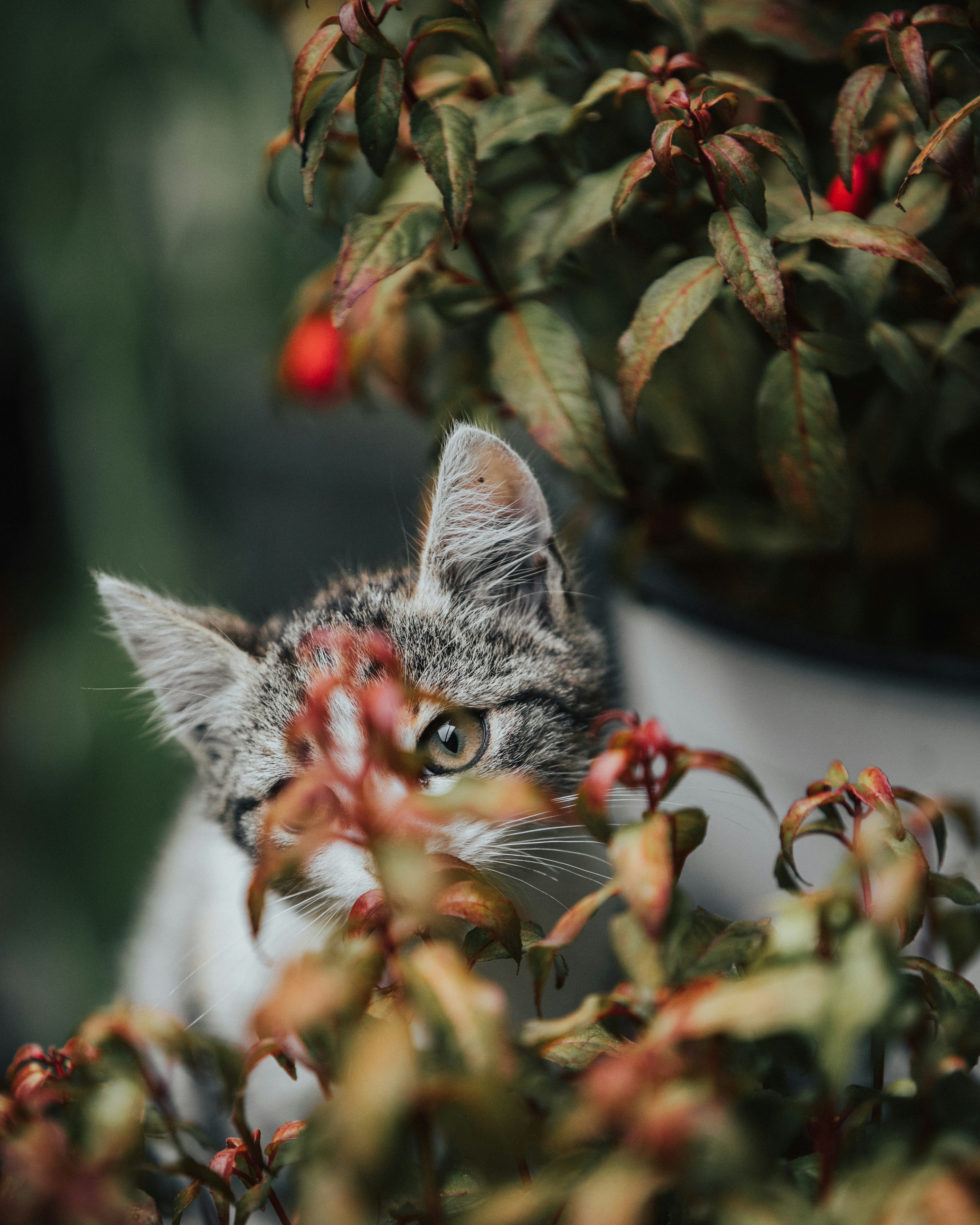 Photo by tamas_tuzeskatai