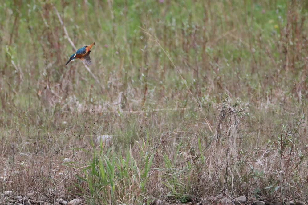 pájaro marrón y azul en hierba marrón durante el día