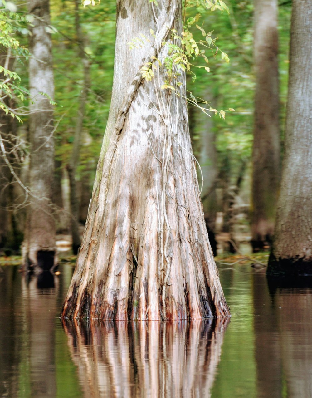 brown tree trunk on water