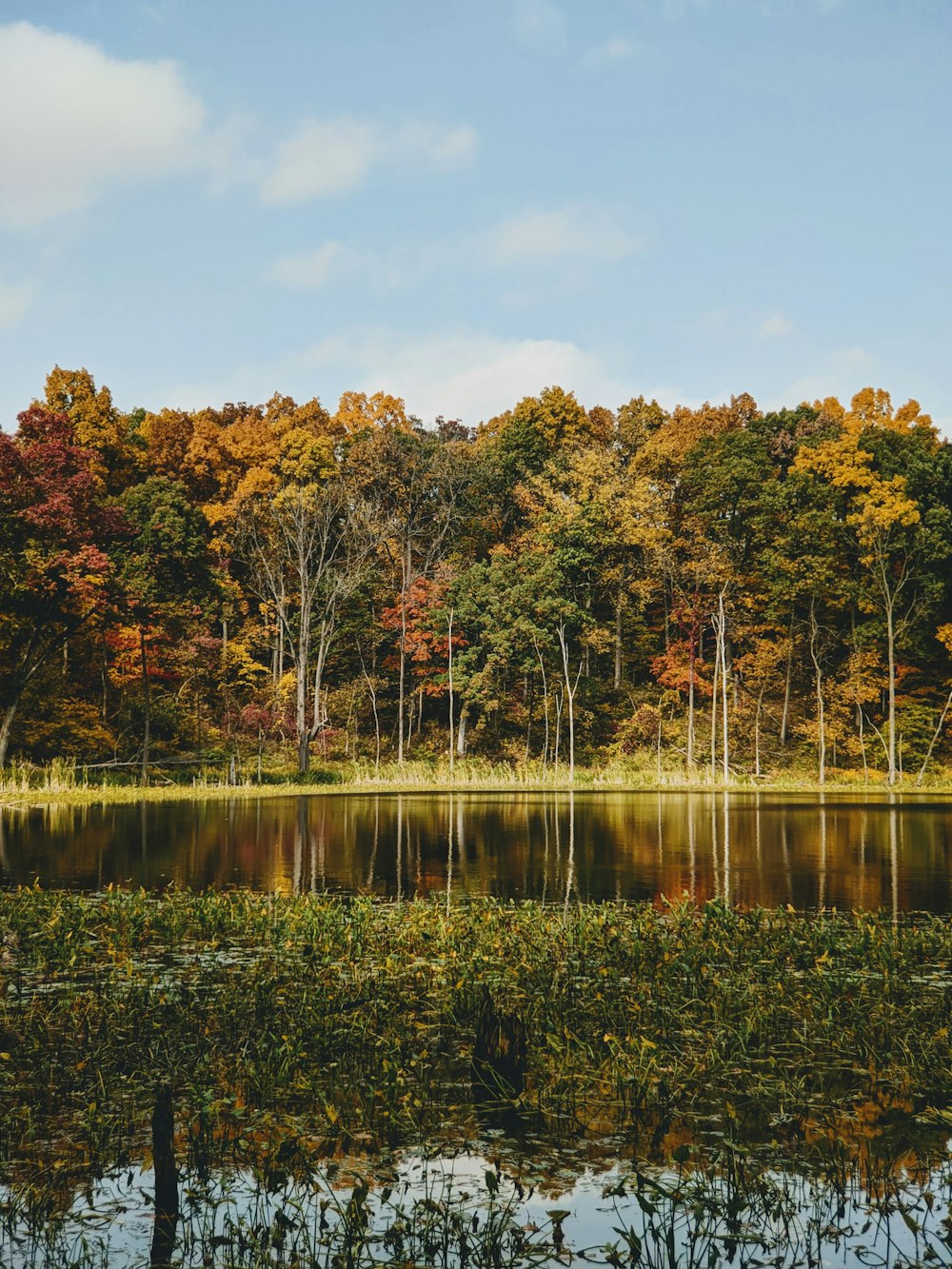 Arbres bruns et verts au bord du lac pendant la journée