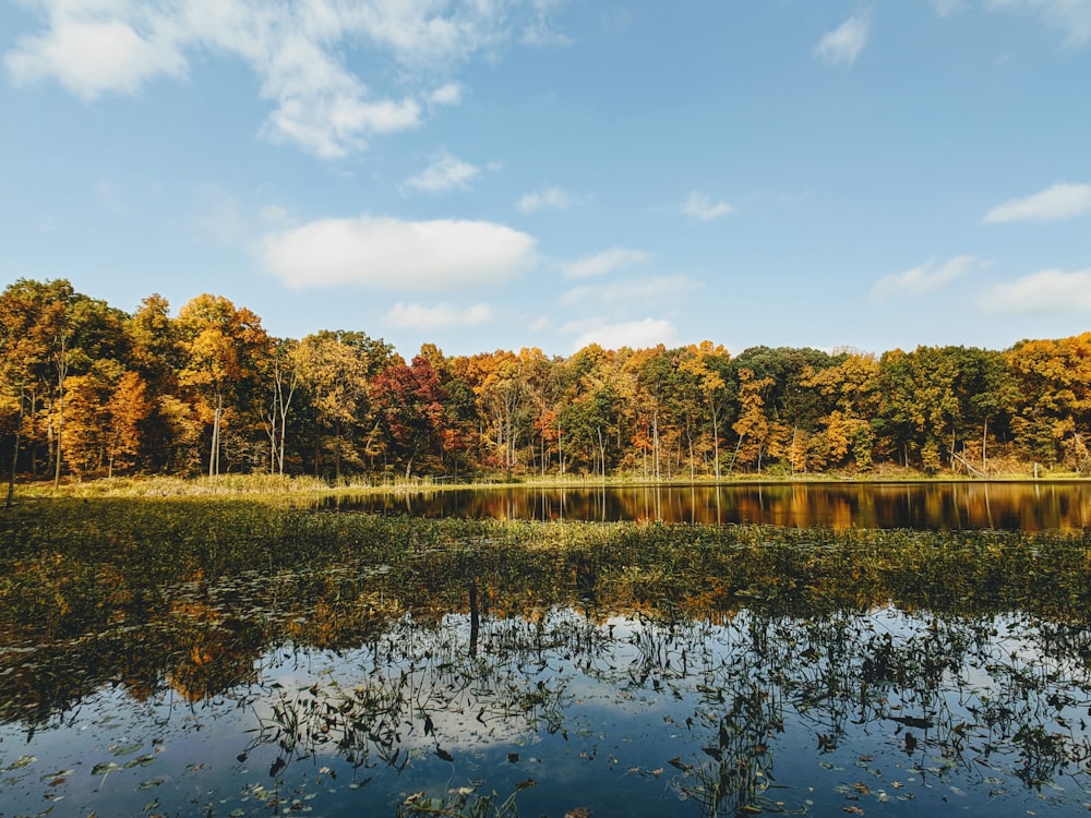 Arbres bruns au bord de la rivière sous le ciel bleu pendant la journée