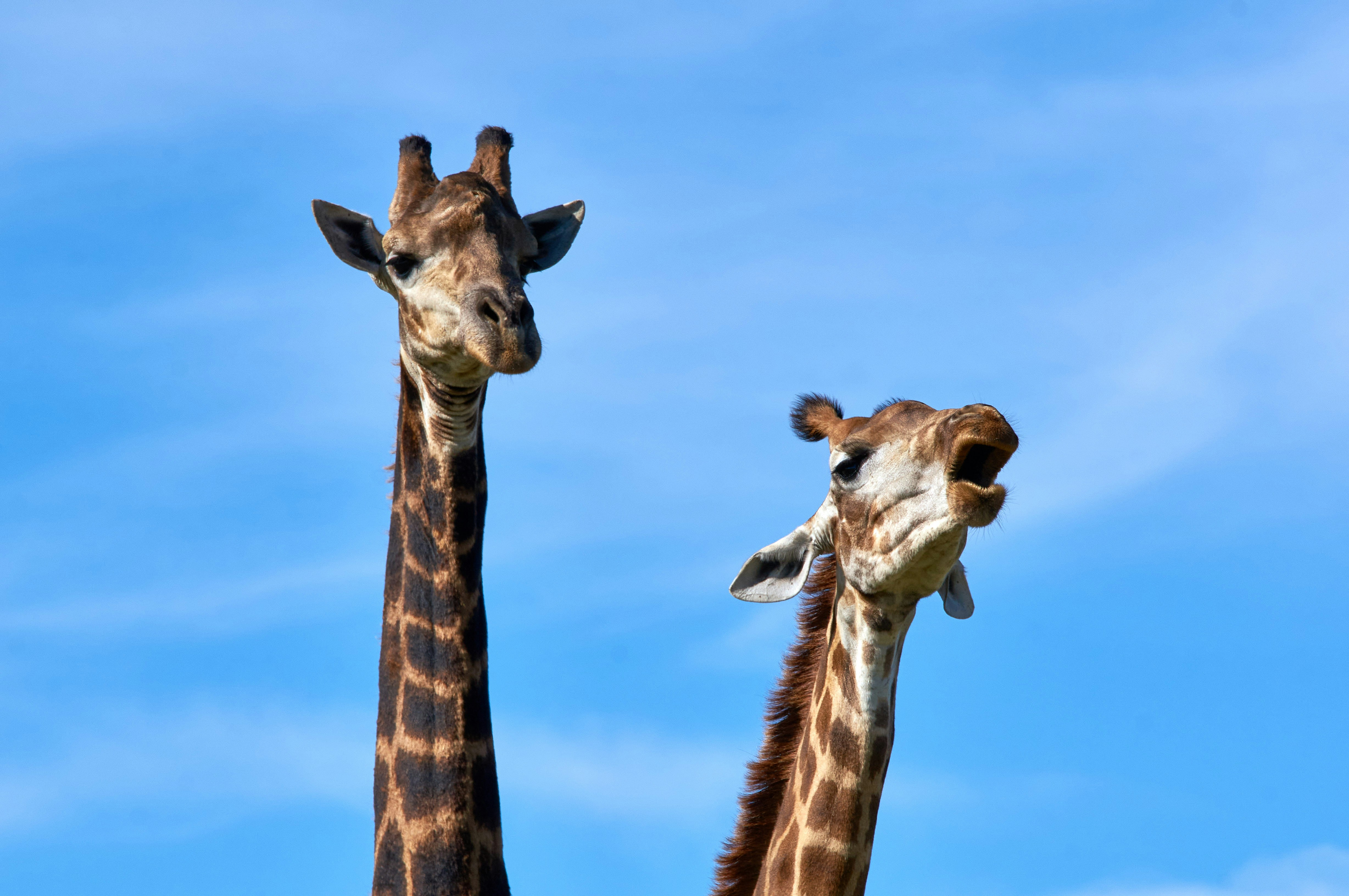 Photo by wolfgang_hasselmann