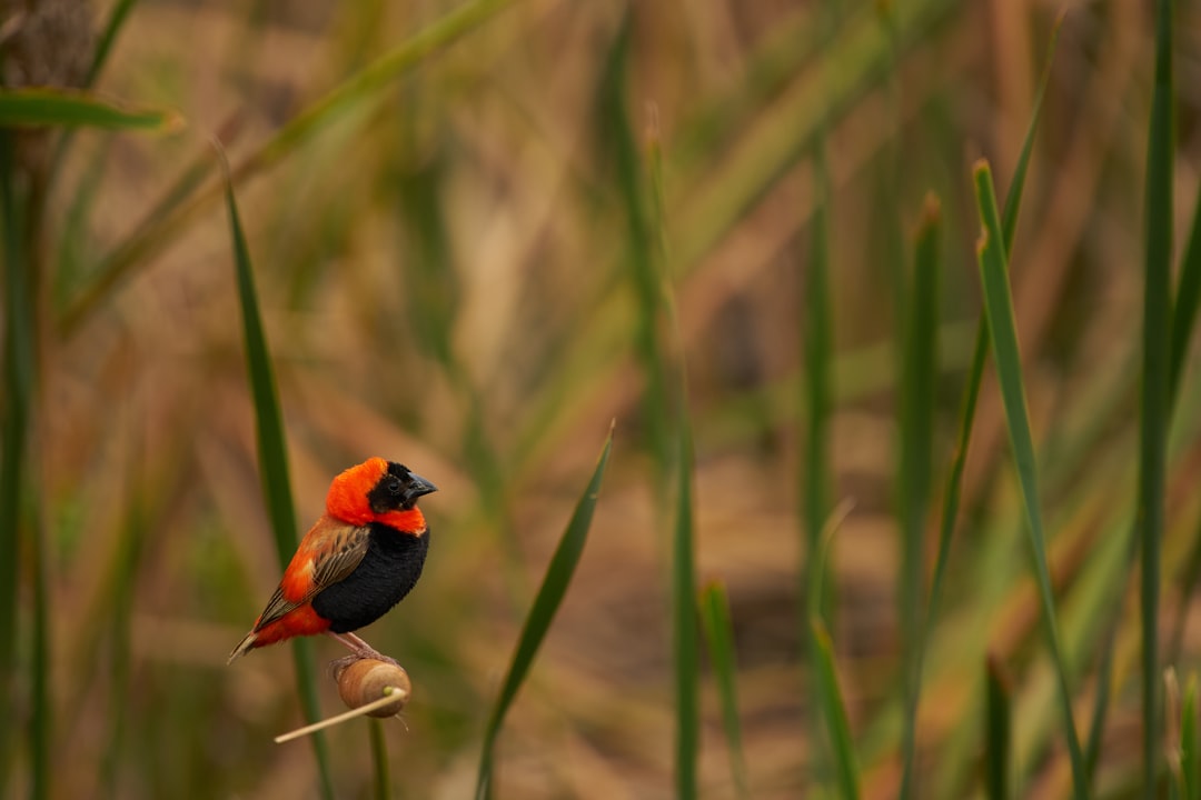 orange black and blue bird on green grass during daytime