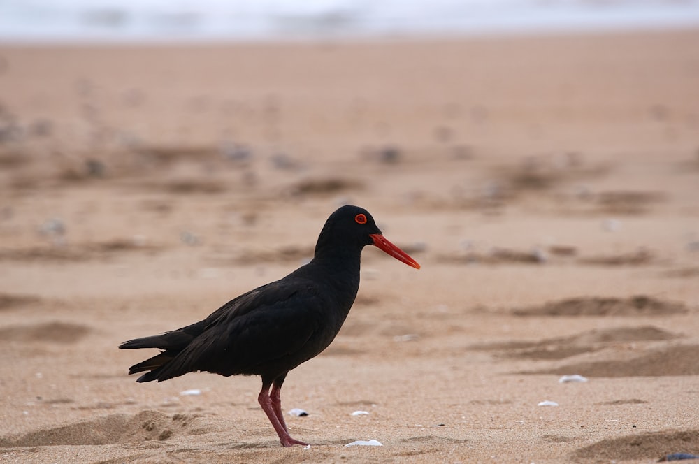 black bird on brown sand during daytime