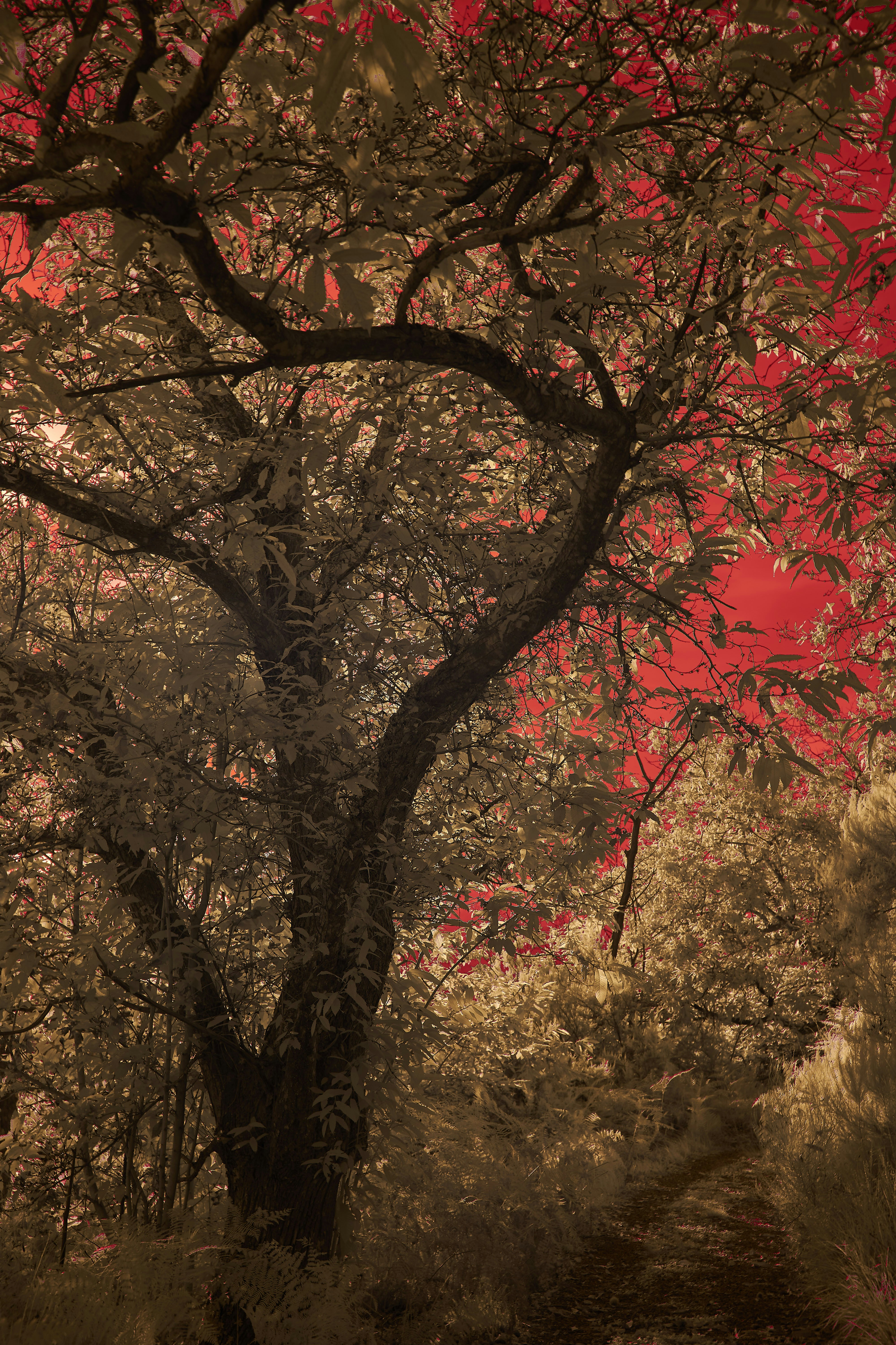 Photo by wolfgang_hasselmann