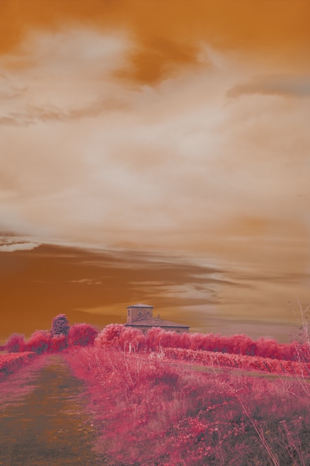 A surreal landscape features a path bordered by pink foliage leading to a rustic building, set against a dramatic, orange sky. The landscape blends natural and architectural elements with an unusual color palette.