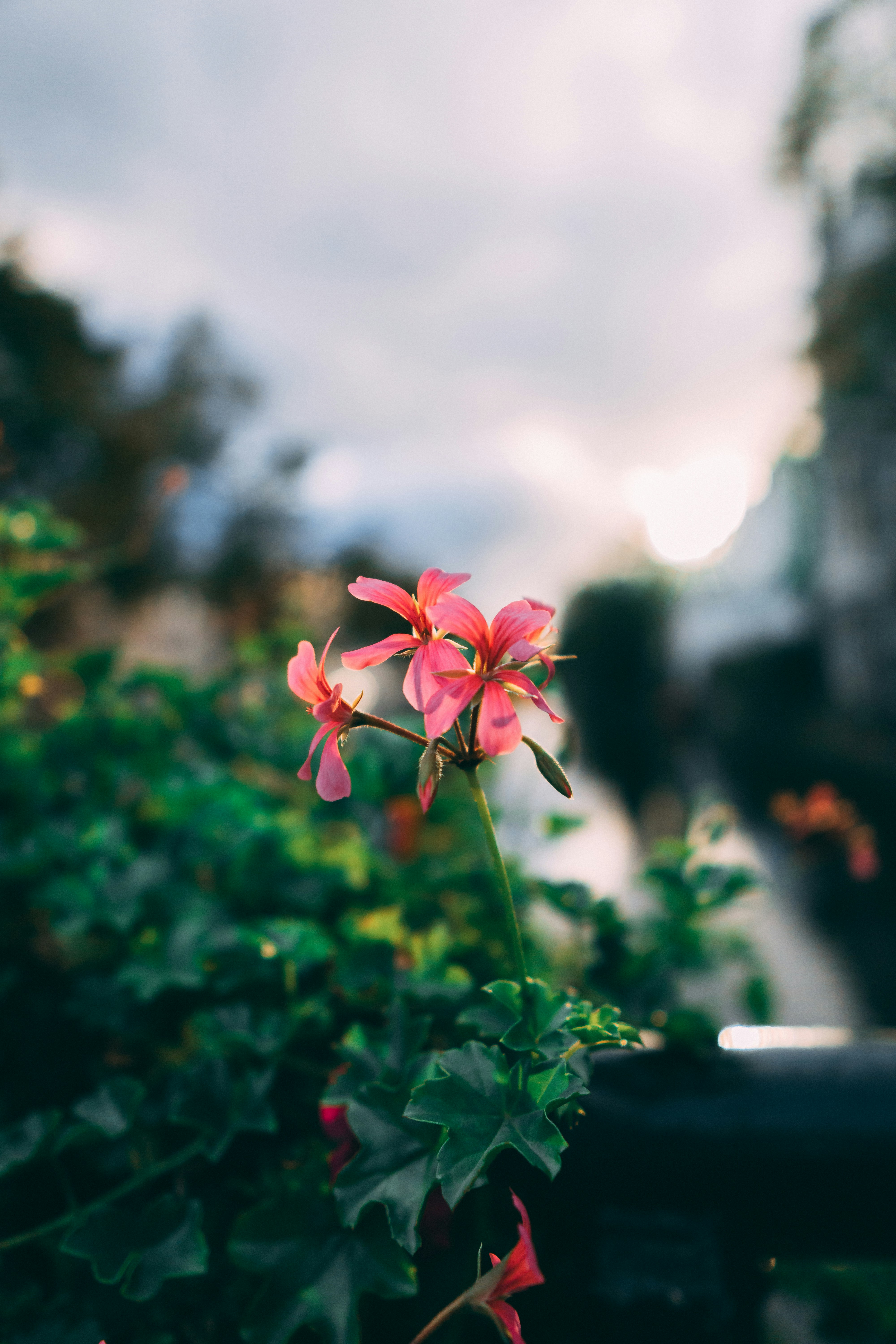 Pink flower in tilt shift lens photo – Free Den haag Image on Unsplash