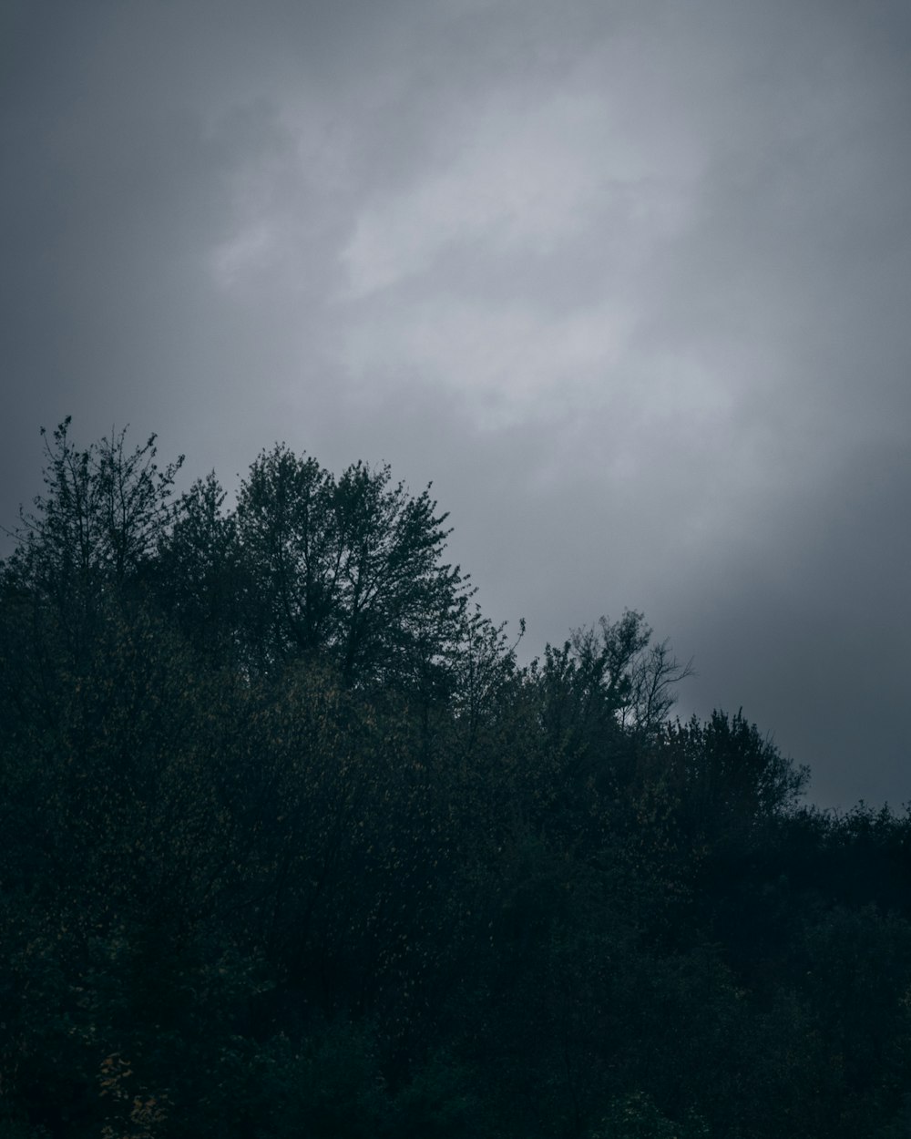 green trees under gray sky