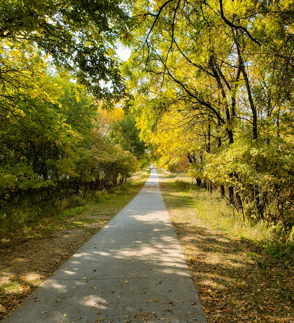 gray concrete pathway between green trees during daytime