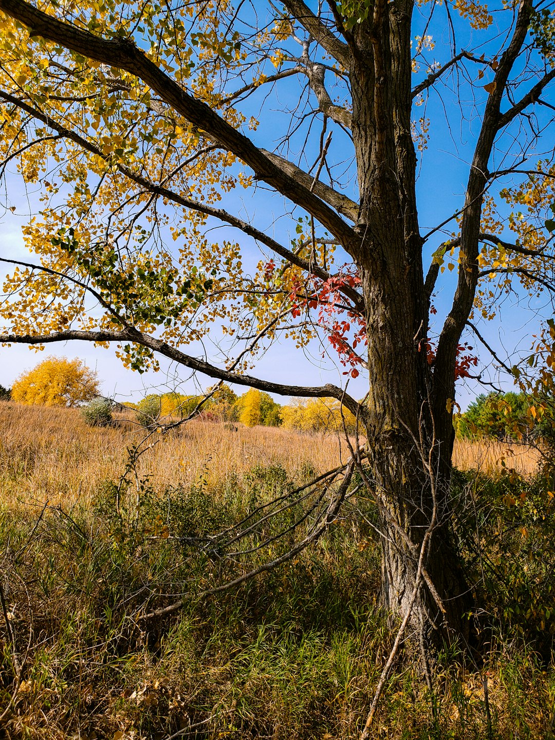 leafless tree on green grass field during daytime