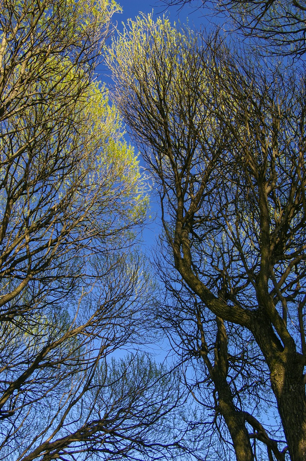brown tree under blue sky during daytime