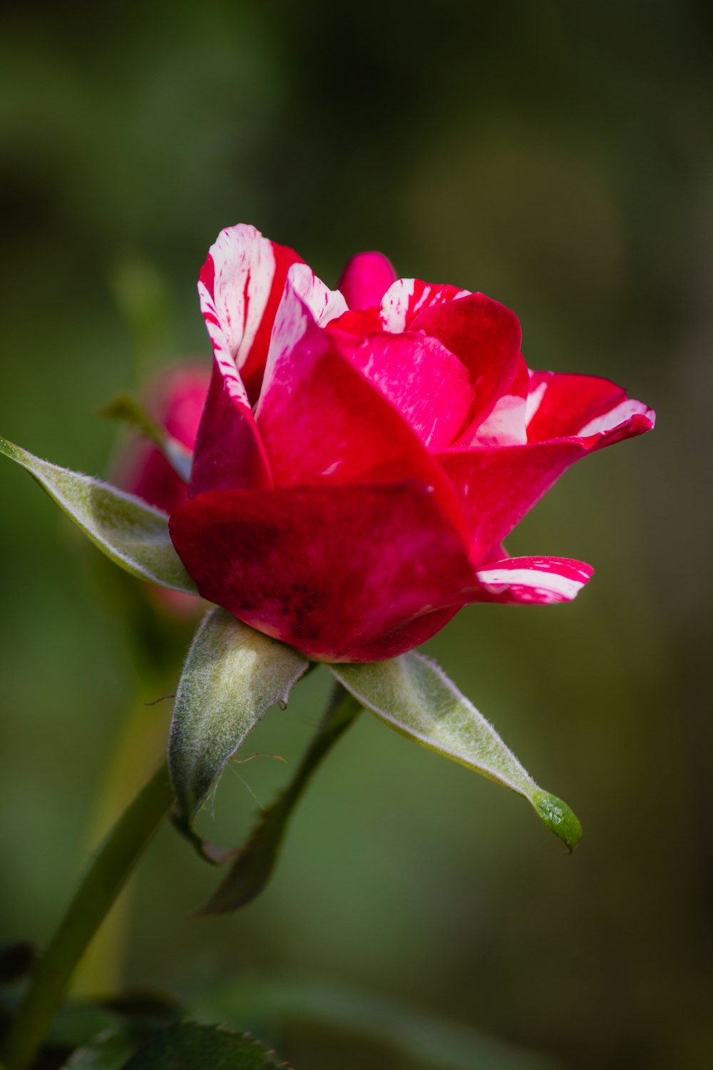 pink flower in macro shot