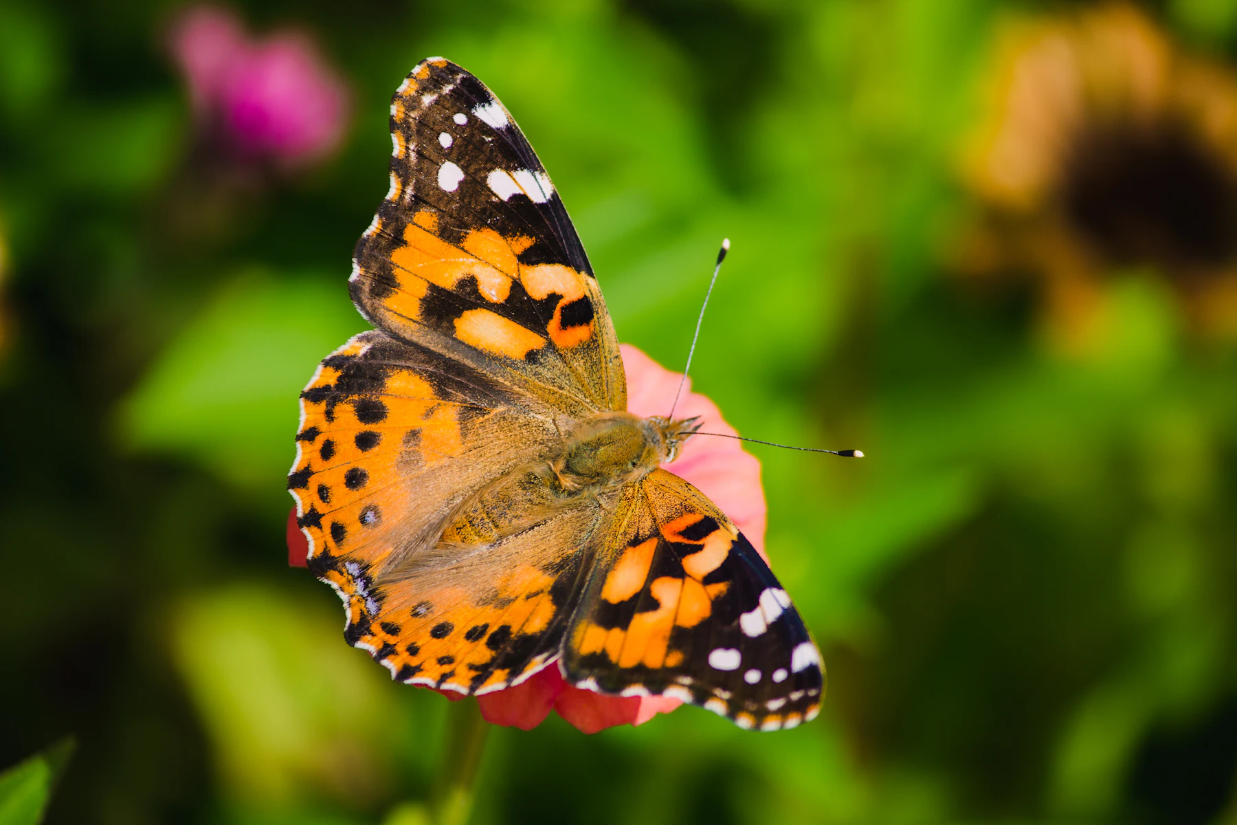 A painted lady butterfly with open orange, black and white-spotted wings resting on a pink flower