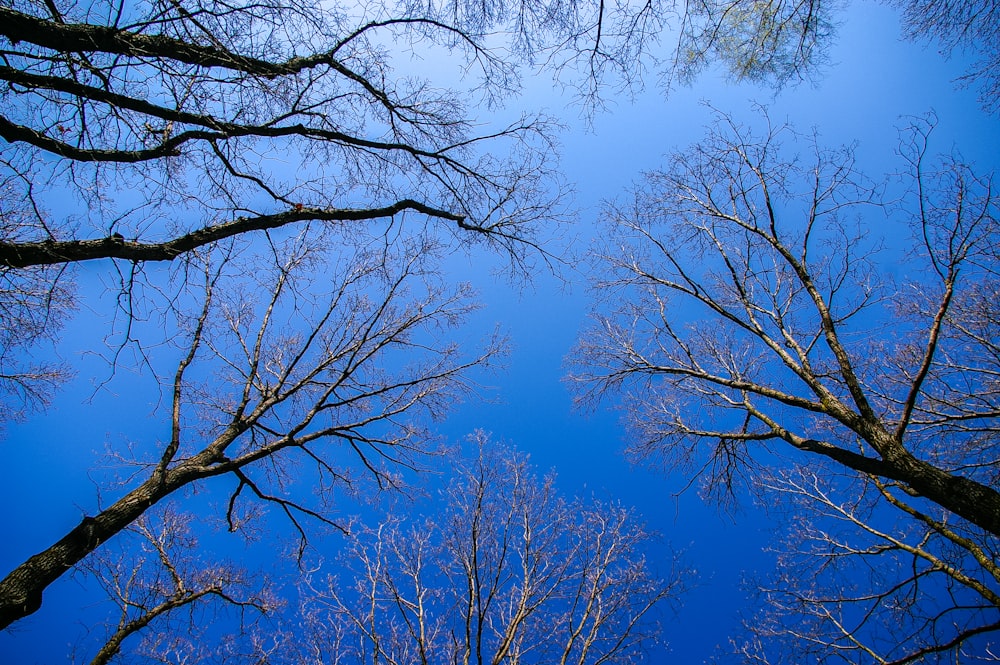 Alberi spogli sotto il cielo blu durante il giorno