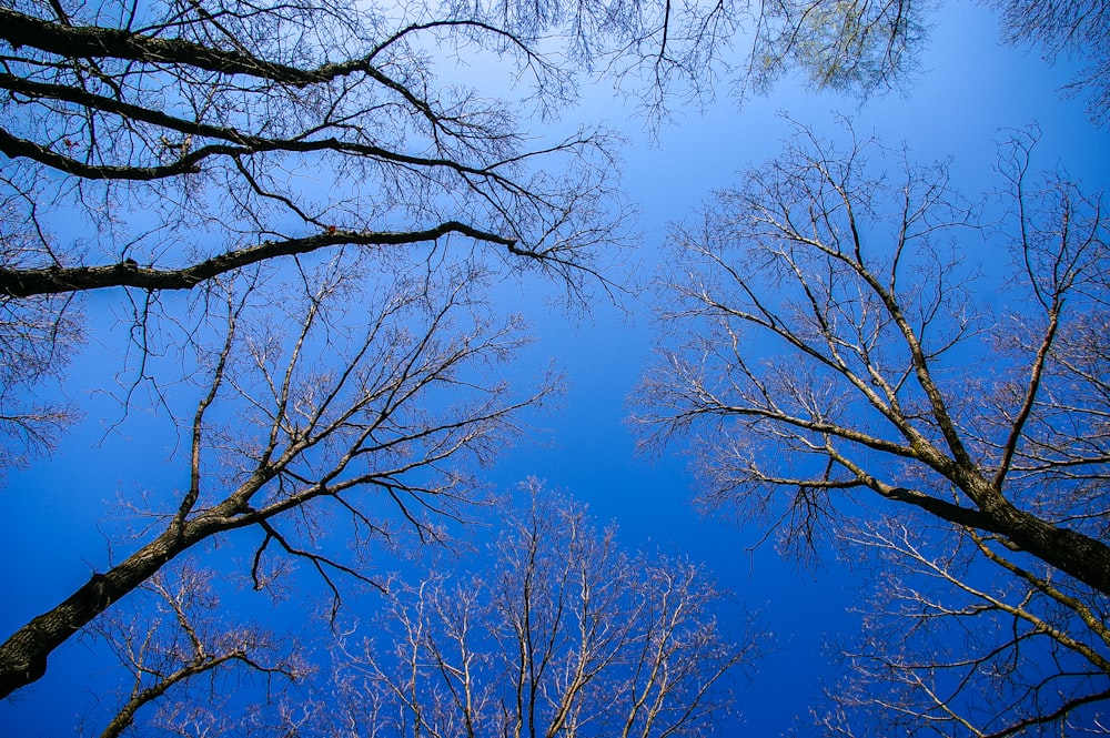 bare trees under blue sky during daytime