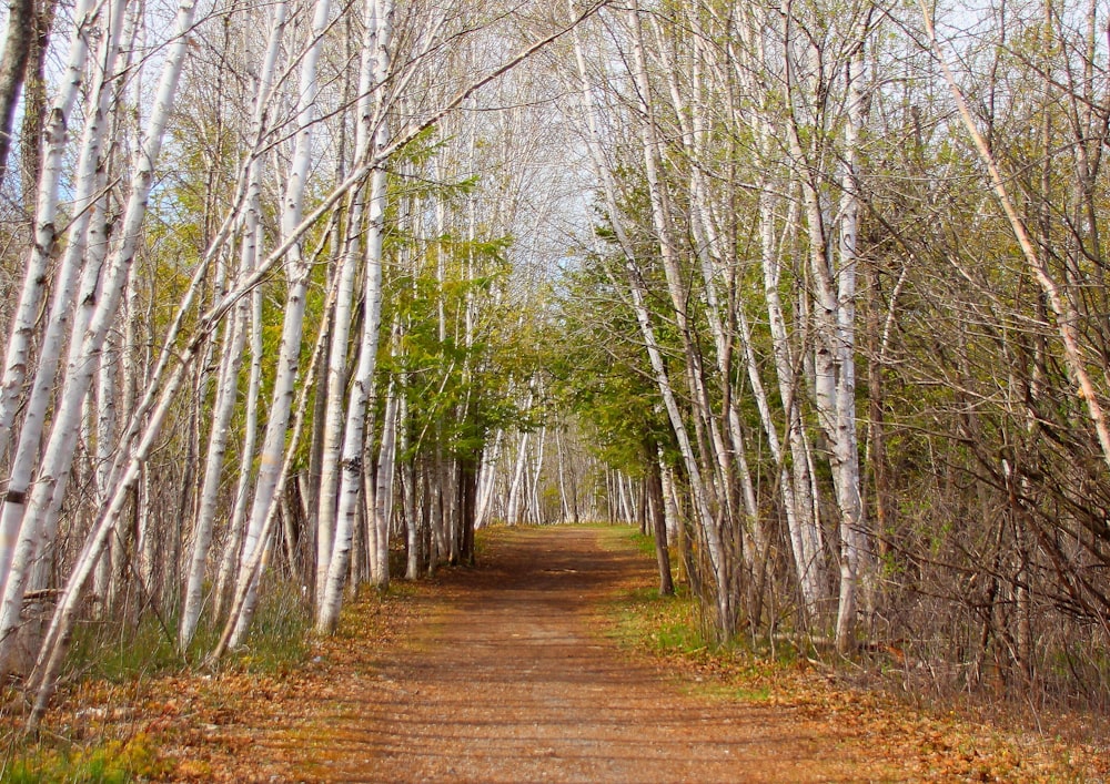 brown bare trees on brown field during daytime