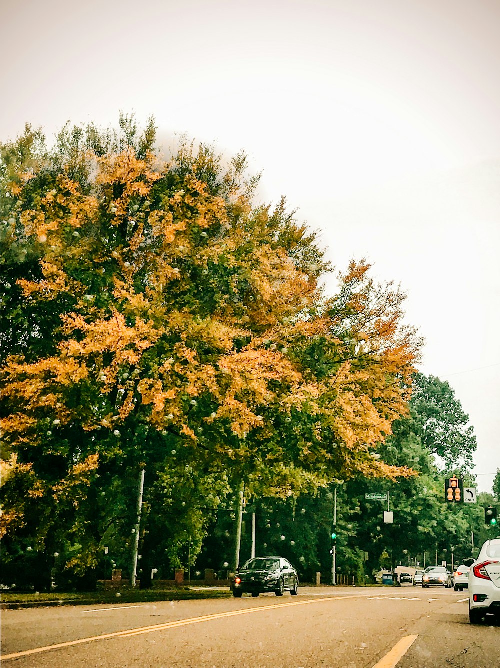 낮 동안 도로에서 자동차 근처의 녹색과 노란색 나무