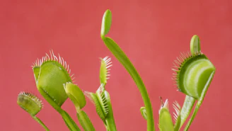 green and pink flower bud