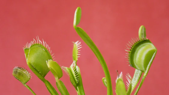 green and pink flower bud