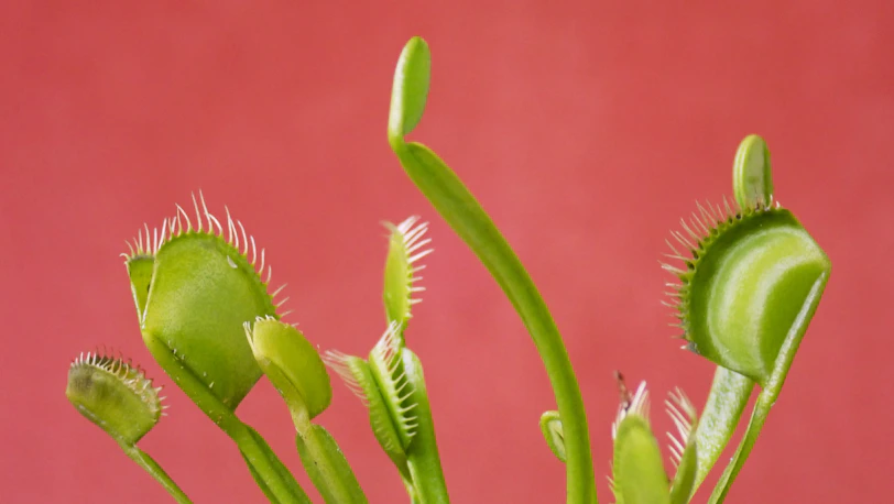 green and pink flower bud