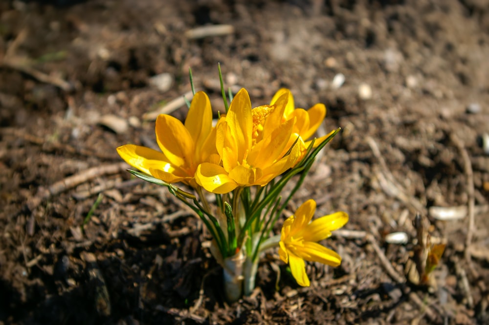 yellow daffodils in bloom during daytime