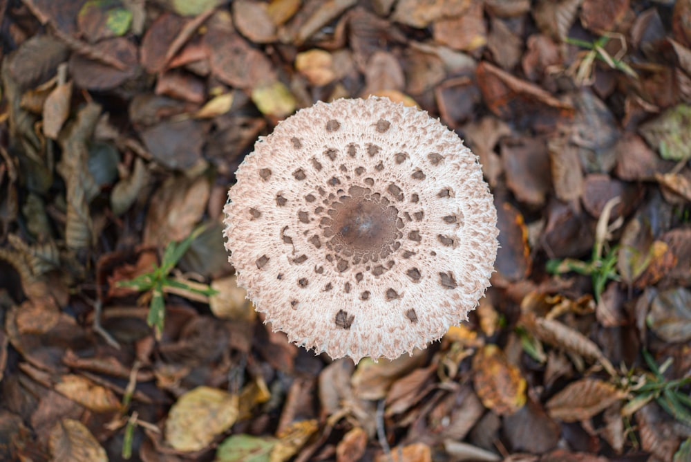 white and brown mushroom in close up photography