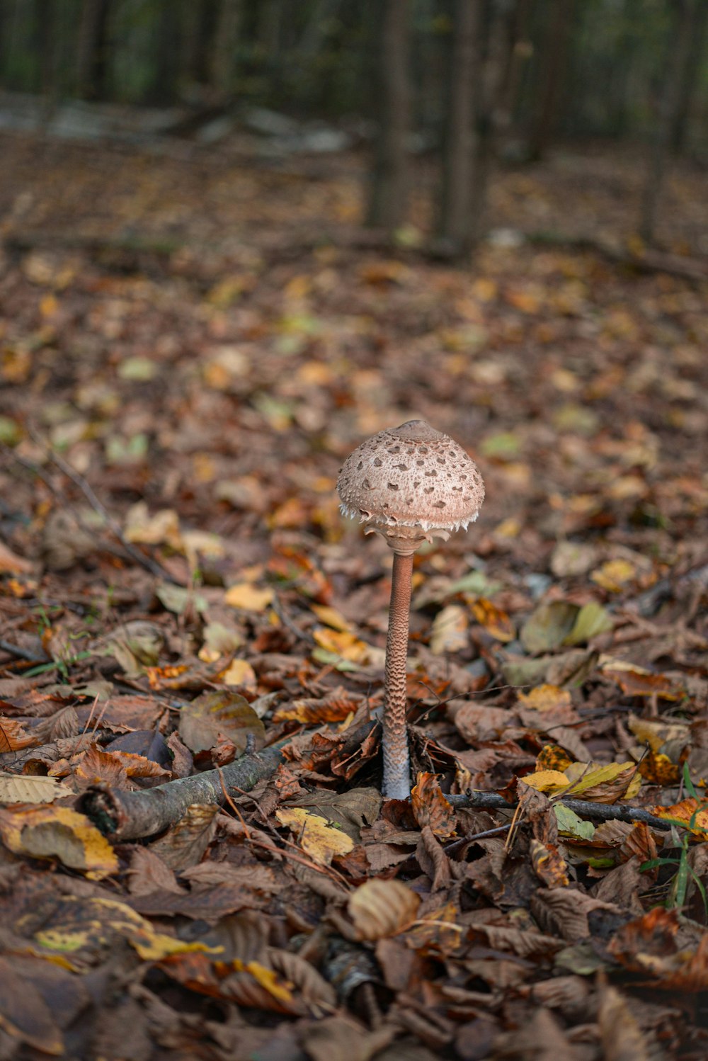 brown mushroom on brown dried leaves